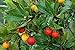 Photo 50+ Strawberry Tree Seeds - Arbutus unedo - Non-GMO Seeds, Grown and Shipped from Iowa. Made in USA new bestseller 2024-2023