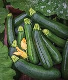 Burpee Best Zucchini Summer Squash Seeds 20 seeds Photo, bestseller 2024-2023 new, best price $7.82 review