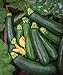 Photo Burpee Best Zucchini Summer Squash Seeds 20 seeds new bestseller 2024-2023