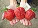 Photo CEMEHA SEEDS - Giant Strawberry Fresca Everbearing Berries Indoor Non GMO Fruits for Planting new bestseller 2024-2023