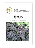 Kohlsamen Scarlet Grünkohl Portion Foto, Bestseller 2024-2023 neu, bester Preis 1,75 € Rezension