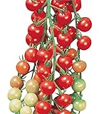 Burpee Super Sweet 100' Hybrid Cherry Tomato, 50 Seeds Photo, bestseller 2024-2023 new, best price $7.67 review