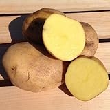 Yukon Gold Potato Seed/ Tubers,Yellow-flesh standard.(10 Lb) Photo, bestseller 2024-2023 new, best price $34.95 review