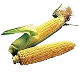Burpee Illini Xtra Sweet Sweet Corn Seeds 200 seeds Photo, bestseller 2024-2023 new, best price $7.28 review