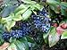 Photo Oregon Holly Grape, Mahonia aquifolium, Shrub Seeds (Edible, Fall Color, Hardy) 20 new bestseller 2024-2023