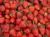 Erdbeeren 1500+ Samen *Großfruchtig/Süß/Wohlschmeckend* -Super Ertrag und Winterhart- Foto, Bestseller 2024-2023 neu, bester Preis 12,99 € Rezension
