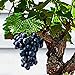 Foto 85 Stück Bonsai Zwerg Mini Traubenkerne Köstliche Obstpflanze Garten Balkon Dekor Garten Pflanzensamen Traubenkerne neu Bestseller 2024-2023
