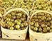 Photo HEIRLOOM NON GMO Giant SCUPPERNONG White Muscadine 5 seeds new bestseller 2024-2023