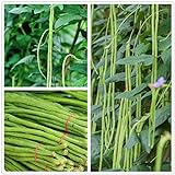 Long Bean Seeds 30g Snake Yard-Long Asparagus Bean Red Noodle Pole Bean Garden Vegetable Green Fresh Chinese Seeds for Planting Outside Door Cooking Dish Taste Sweet Delicious Photo, bestseller 2024-2023 new, best price $9.99 ($9.44 / Ounce) review