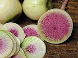 250+ Radish Seeds- Watermelon- Heirloom Variety by Ohio Heirloom Seeds Photo, bestseller 2024-2023 new, best price $3.99 review