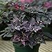 Photo Ornamental Pepper Purple Flash Seeds - Flower Seeds Package - 100 Seed Package new bestseller 2024-2023
