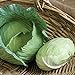 Photo David's Garden Seeds Cabbage Tendersweet 9983 (Green) 50 Non-GMO, Hybrid Seeds new bestseller 2024-2023