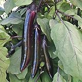 Shikou Hybrid Eggplant Seeds (40 Seed Pack) Photo, bestseller 2024-2023 new, best price $4.69 ($0.12 / Count) review