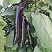 Photo Shikou Hybrid Eggplant Seeds (40 Seed Pack) new bestseller 2024-2023