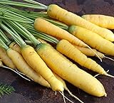 David's Garden Seeds Carrot Solar Yellow 4185 (Yellow) 200 Non-GMO, Open Pollinated Seeds Photo, bestseller 2024-2023 new, best price $3.95 review