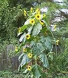 15 Seeds (BTL) King Kong Sunflower Photo, bestseller 2024-2023 new, best price $20.00 review