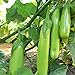 Photo Fingers - Green Eggplant Seeds - 2 g Packet ~450 Seeds - Non-GMO - Vegetable Garden - Solanum melongena new bestseller 2024-2023