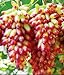 Foto de semillas de uva verde al por mayor de dulces y deliciosas uvas Villa fruta fructificación bonsai 100 semillas / Pack 6 nuevo éxito de ventas 2024-2023