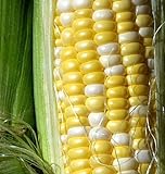 Peaches and Cream Sweet Corn Seeds 1/2 lb Photo, bestseller 2024-2023 new, best price $24.97 review
