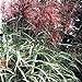 Photo 10 RED MAIDEN GRASS Miscanthus Sinensis Plumes Ornamental Flower SeedsComb S/H new bestseller 2024-2023