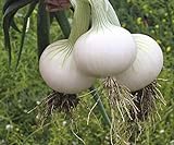 Seeds Onion White Queen Giant Heirloom Vegetable for Planting Non GMO Photo, bestseller 2024-2023 new, best price $7.99 review