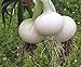 Photo Seeds Onion White Queen Giant Heirloom Vegetable for Planting Non GMO new bestseller 2024-2023