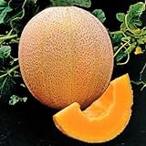 Park Seed Hale's Best Organic Melon Seeds Delicious Cantaloupe Certified Organic Thick Flesh, Sweet Juicy Flavor, Pack of 20 Seeds Photo, bestseller 2024-2023 new, best price $7.95 ($0.40 / Count) review