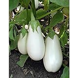 White Star Eggplant Seeds(Hybrid) Seeds (40 Seed Pack) Photo, bestseller 2024-2023 new, best price $4.69 ($0.12 / Count) review