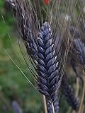 30 Wheat Seeds- Black Knight -Ornamental Grass,Black Seed Heads Photo, bestseller 2024-2023 new, best price $1.95 review