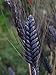 Photo 30 Wheat Seeds- Black Knight -Ornamental Grass,Black Seed Heads new bestseller 2024-2023