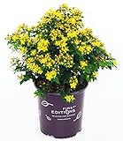 First Editions - Hypericum inodorum Red Star (St. Johns Wort) Shrub, red fruit, #2 - Size Container Photo, bestseller 2024-2023 new, best price $32.99 review