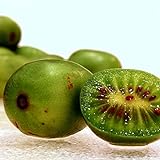 Hardy Kiwi Seeds (Actinidia arguta) 20+ Rare Cold-Tolerant Tropical Fruit Seeds in FROZEN SEED CAPSULES for The Gardener & Rare Seeds Collector - Plant Seeds Now or Save Seeds for Years Photo, bestseller 2024-2023 new, best price $14.95 review