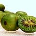 Photo Hardy Kiwi Seeds (Actinidia arguta) 20+ Rare Cold-Tolerant Tropical Fruit Seeds in FROZEN SEED CAPSULES for The Gardener & Rare Seeds Collector - Plant Seeds Now or Save Seeds for Years new bestseller 2024-2023