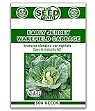 Early Jersey Wakefield Cabbage Seeds -500 Seeds Non-GMO Photo, bestseller 2024-2023 new, best price $1.59 review