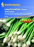 Lauchzwiebeln 'Tonda Musona' Foto, Bestseller 2024-2023 neu, bester Preis 2,29 € Rezension