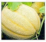 50 Hales Best Jumbo Cantaloupe | Non-GMO | Fresh Garden Seeds Photo, bestseller 2024-2023 new, best price $6.95 review
