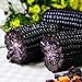 Photo Lot de 10 graines de maïs noir pour plantes, fruits, légumes, jardin, ferme, plantes nutritives – Graines de maïs nouveau best-seller 2024-2023