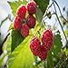 Photo Polka Raspberry - 5 Red Raspberry Plants - Everbearing - Organic Grown - new bestseller 2024-2023