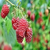 Boyne Raspberry - 2 Golden Raspberry Plants - Everbearing - Organic Grown - Photo, bestseller 2024-2023 new, best price $28.95 review