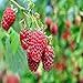 Photo Boyne Raspberry - 5 Golden Raspberry Plants - Everbearing - Organic Grown - new bestseller 2024-2023