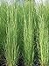 Photo Perennial Farm Marketplace Andropogon virginicus (Broom Sedge) Ornamental Grass, Size-#1 Container, Green/Dark Red-Purple Foliage new bestseller 2024-2023