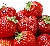 100 Pcs Strawberry Seeds - Strawberry Seeds for Planting Outdoor - Non GMO - High Germination - High Yield - Sweet and Melt in The Mouth - Heirloom Fruit Seed Photo, bestseller 2024-2023 new, best price $10.86 ($0.11 / Count) review