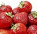 Photo 100 Pcs Strawberry Seeds - Strawberry Seeds for Planting Outdoor - Non GMO - High Germination - High Yield - Sweet and Melt in The Mouth - Heirloom Fruit Seed new bestseller 2024-2023
