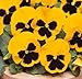 Photo lot de 50 graines de pensée des jardins à grandes fleurs suisse jaune fleur comestible envoi rapide sous 48h nouveau best-seller 2024-2023