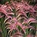 Photo 100 Seeds/Bag Pink Foxtail Barley Ornamental Grass Seeds Home Garden Seeds new bestseller 2024-2023