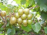 Pixies Gardens Tara Muscadine Grape Vine Shrub Live Fruit Plant for Planting - Bronze Colored Quality Fruit On Fast Growing (1 Gallon - Set of 2 Potted) Photo, bestseller 2024-2023 new, best price $54.99 ($27.50 / Count) review