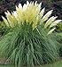Photo Fresh Seeds - White Pampas Grass Seeds, Heirloom Ornamental Grass Seeds, Feathery Blooms 50ct new bestseller 2024-2023