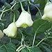 Foto GemüseSamen20Pcs/Bag weiße Glocken Chili Samen natürliche essbare Pflanzen frische lebensfähige Bonsai Pfeffer Samenlinge für Veranda - Pfeffer Samen # neu Bestseller 2024-2023