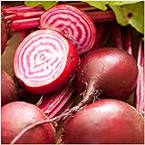 Seed Needs, Chioggia Beets (Beta vulgaris) Bulk Package of 2,000 Seeds Non-GMO Photo, bestseller 2024-2023 new, best price $7.49 review