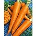 Photo Sow No GMO Carrot Danvers 126 Non GMO Heirloom Sweet Crunchy Vegetable 100 Seeds new bestseller 2024-2023